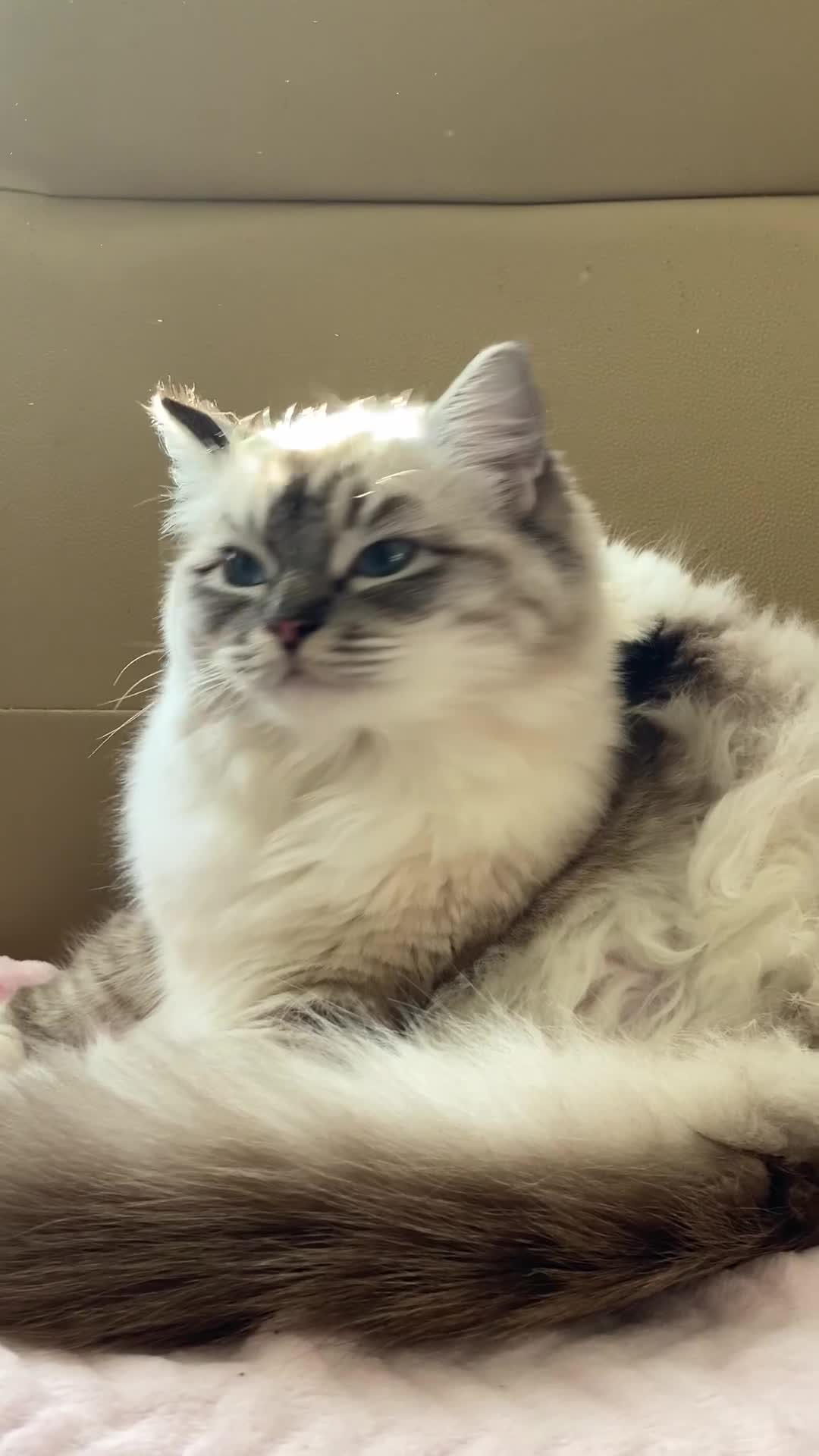 Ragdoll cats for sale: TICA Registered Ragdoll ACTIVE Female  - Video 1