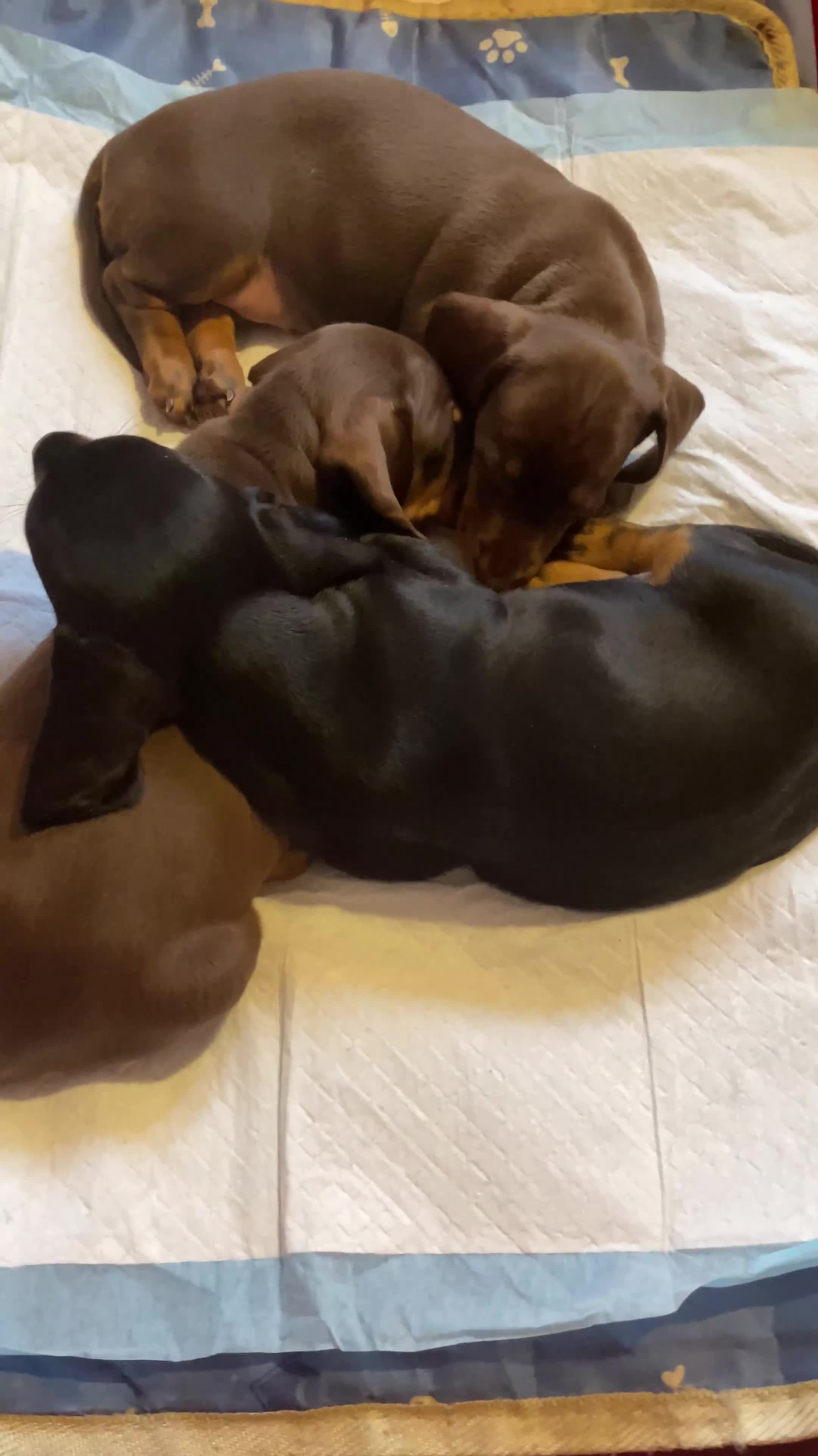 Dachshund dogs for sale: Dachshund puppies are Looking for Homes!  - Video 1