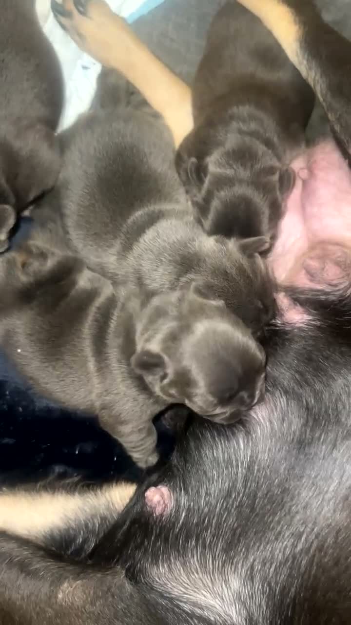 French Bulldog dogs for sale: 4 French Puppies - French Bulldog - Lilac / Tan  - Video 1