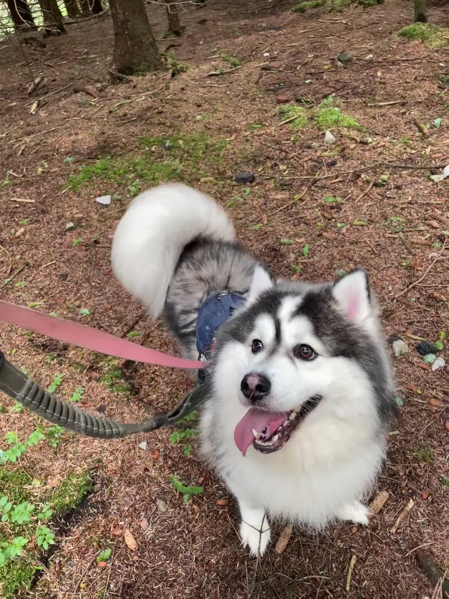 Pomsky dogs for stud: POMSKY STUD USA BLOODLINE RARE BLUE - Video 1
