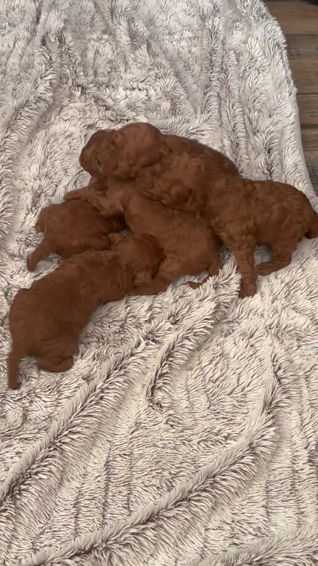 Miniature Poodle dogs for sale: Mini poodle puppies ready to leave Friday  in Swansea - Video 5
