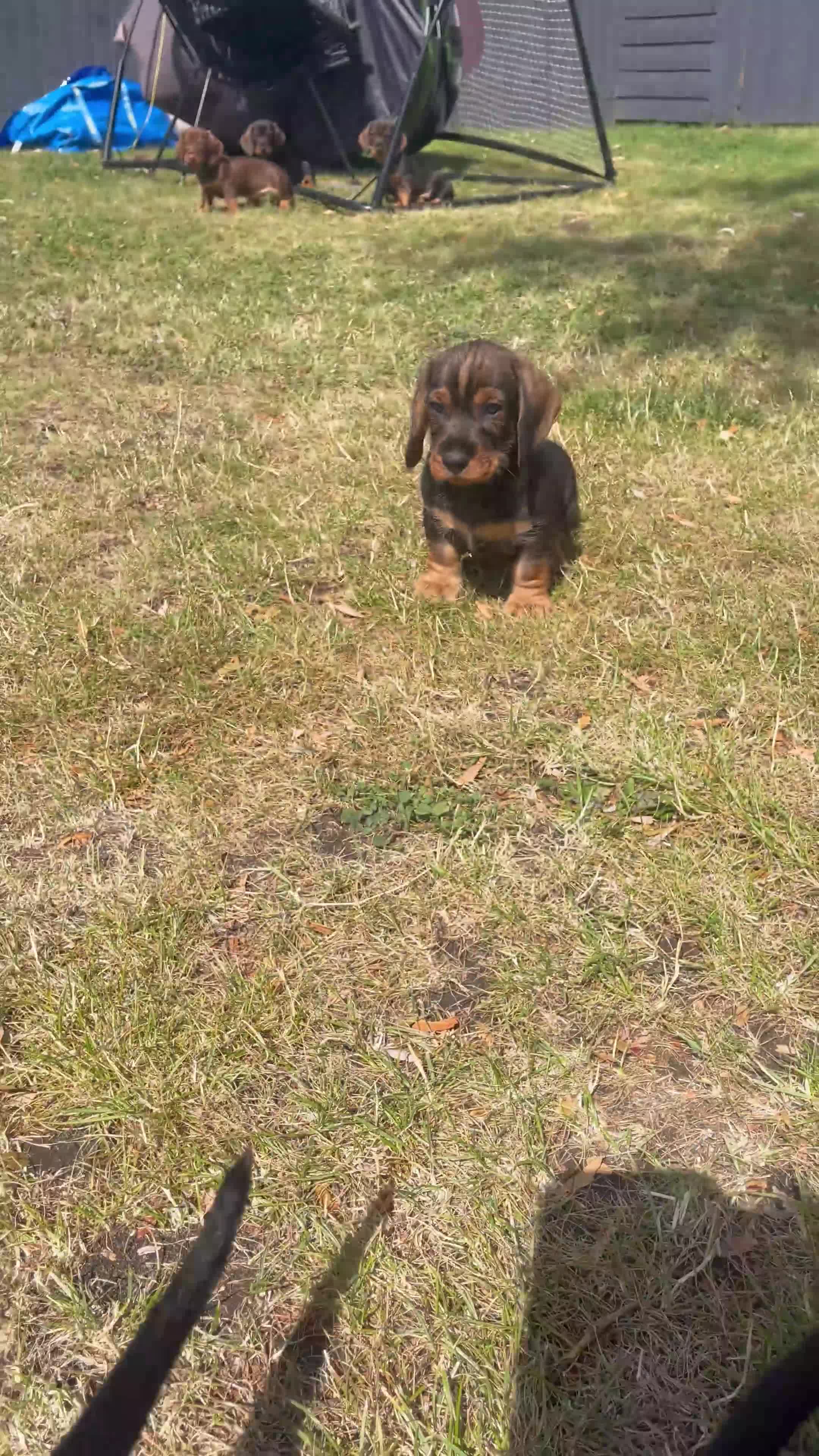 Dachshund dogs for sale: KC Standard Wire Haired Dachshund - Video 1