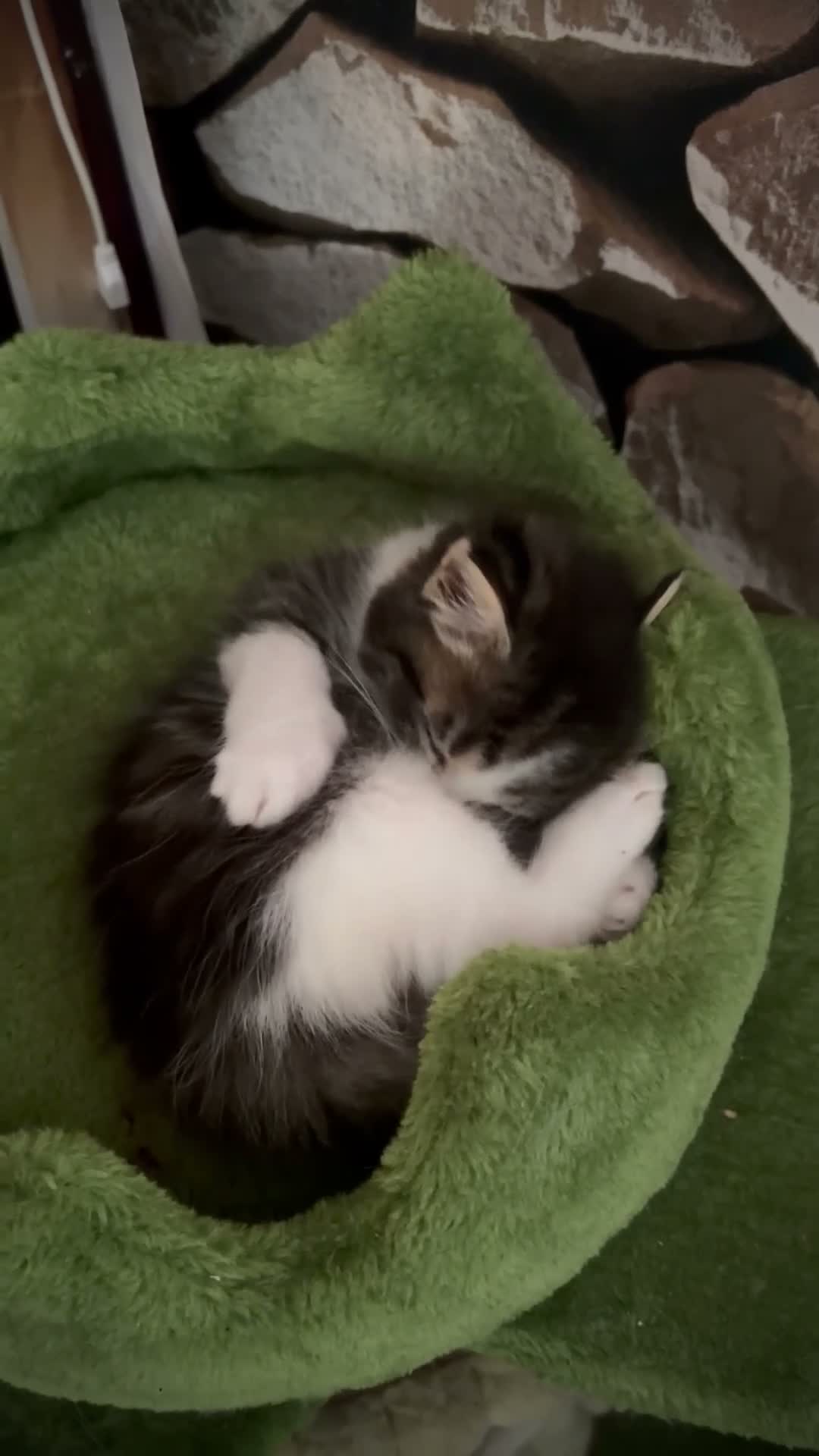 Mixed Breed cats for sale: Persian mix tabbies - Video 1