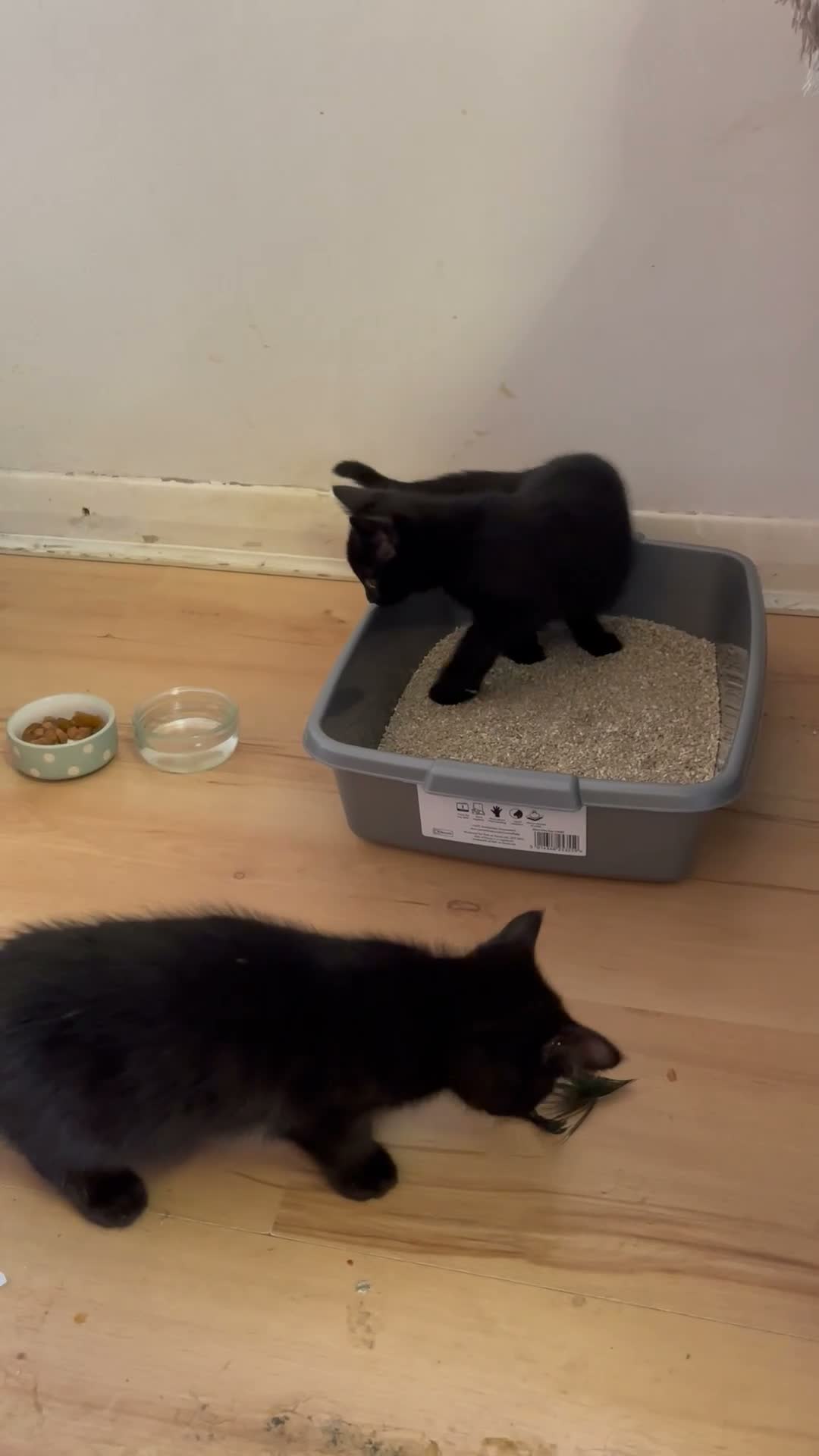 Mixed Breed cats for sale: Kittens for adoption  - Video 2