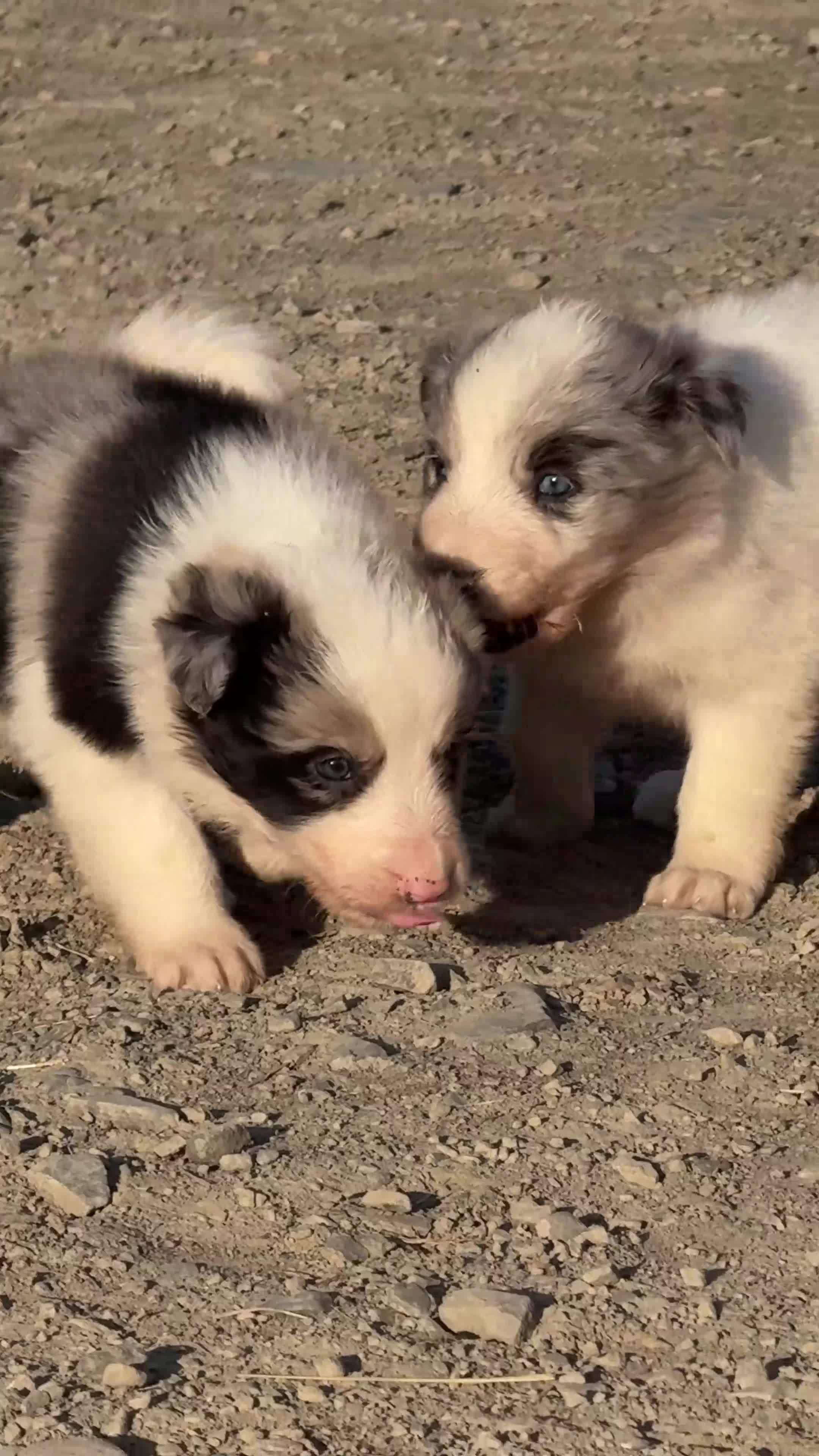 Border Collie dogs for sale: Beautiful Border Collies, proven agility obedience - Video 2