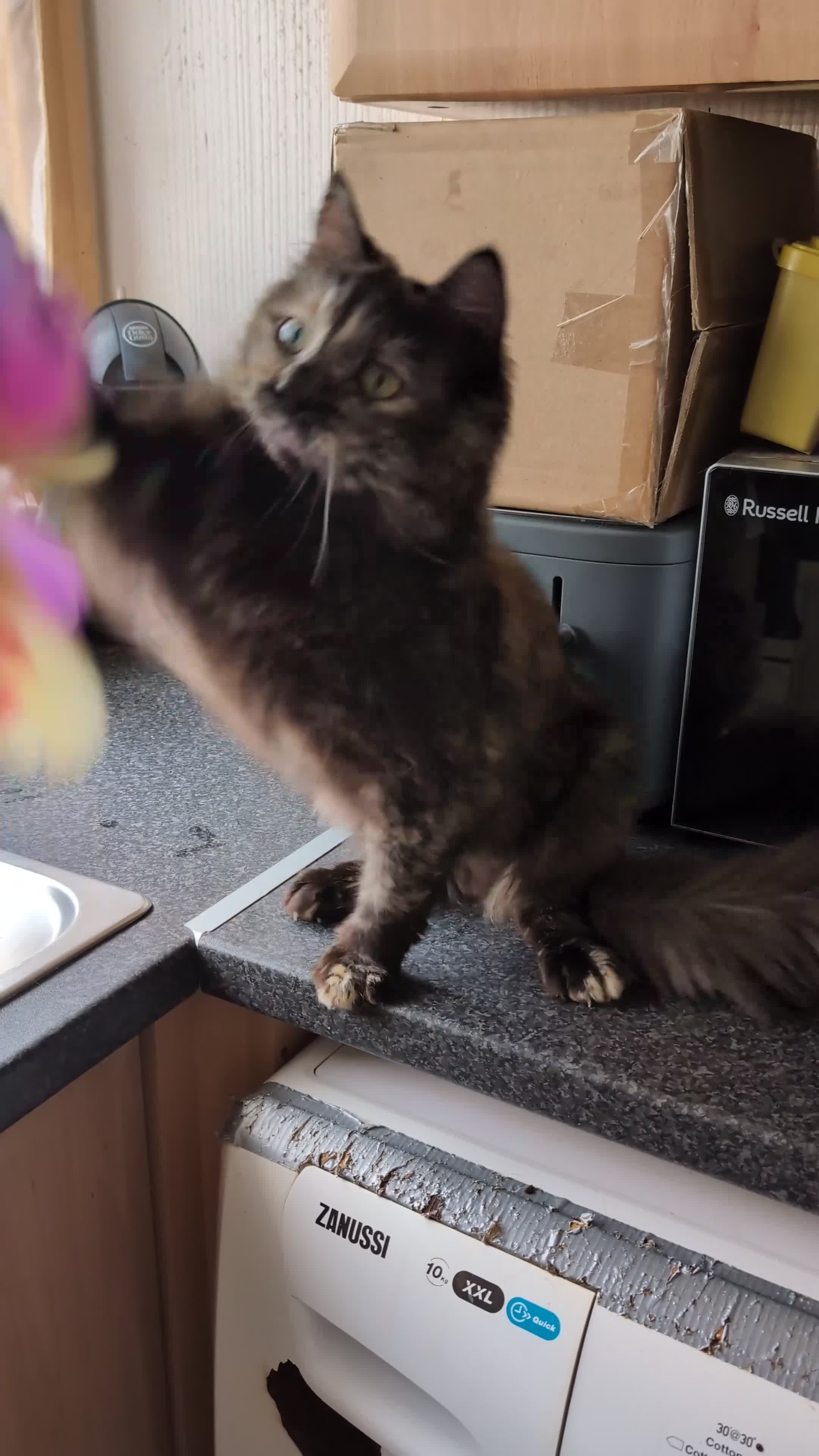 Ragdoll cats for sale: Gorgeous Tortie Cross Ragdoll Girl - Video 1