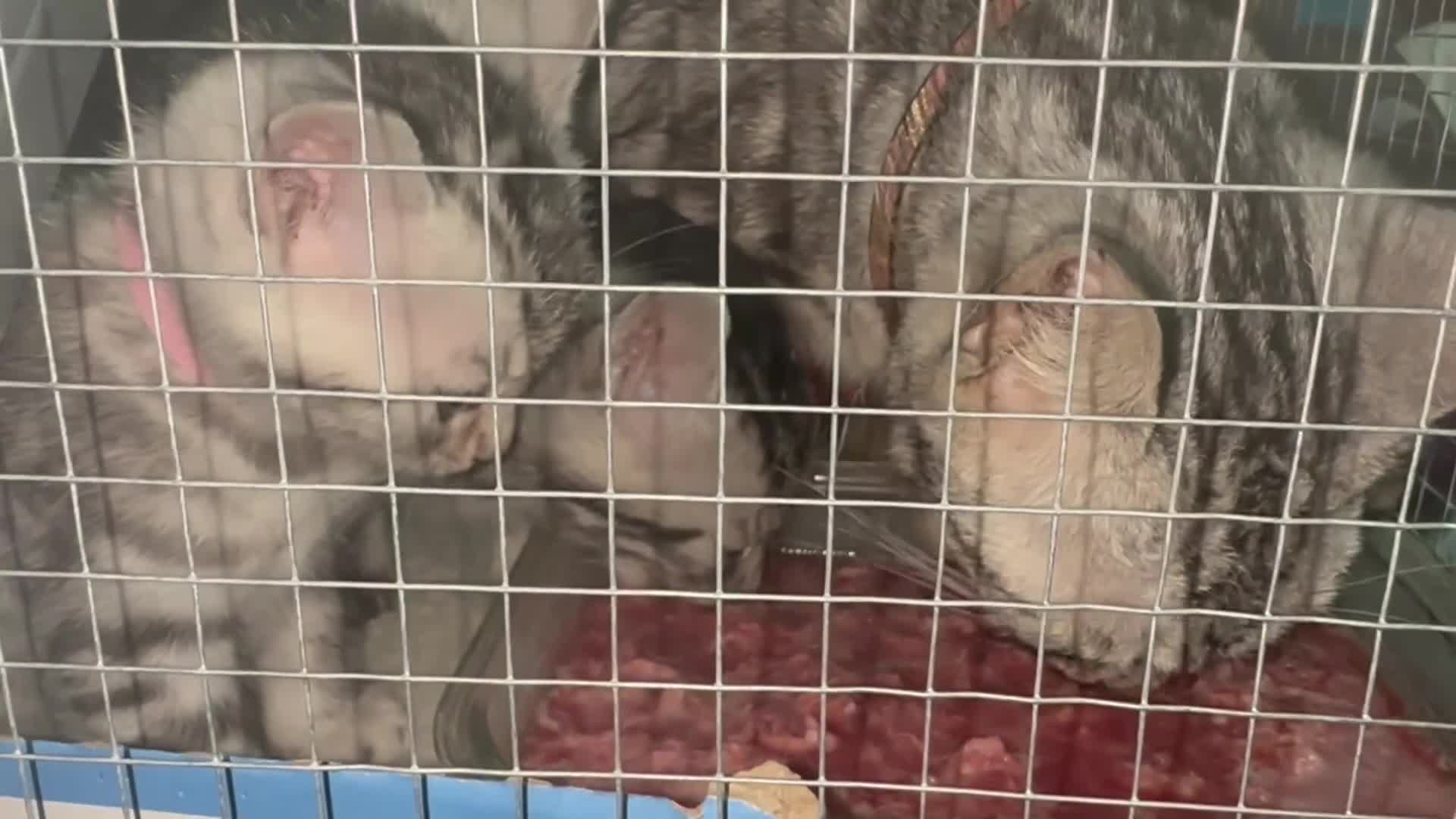 Bengal cats for sale: ✨ Bengal Kittens – Pet Homes (TICA Registerable) in Bournemouth - Video 3