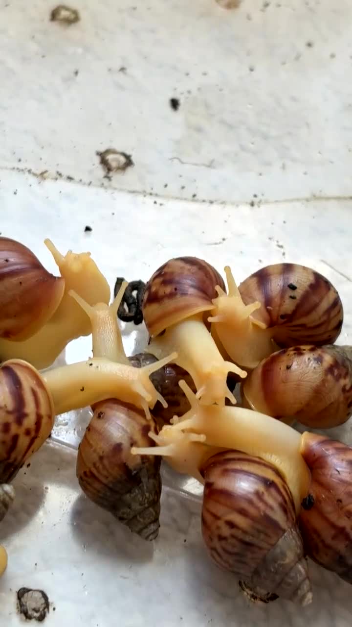 Snails invertebrates for sale: *URGANT* Baby land African snails for sale  in Melksham - Video 1