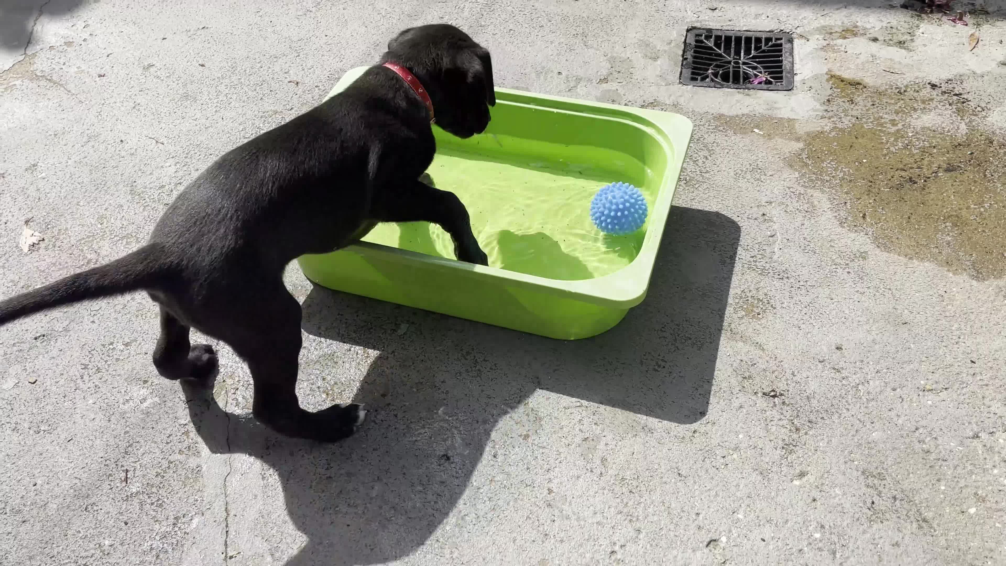 Whippet dogs for sale: Beautiful Pedigree Whippet puppies, healthy happy  - Video 2