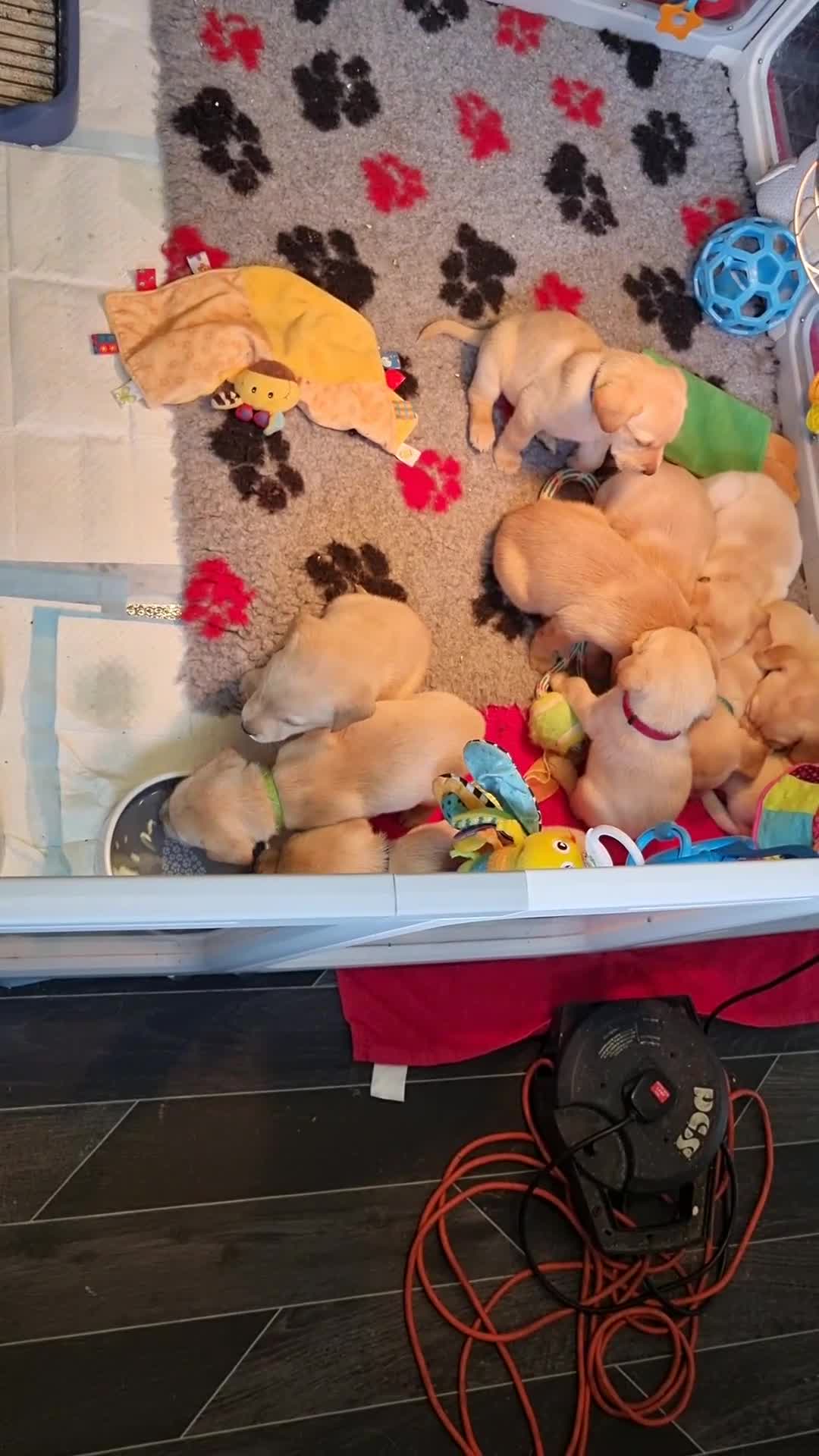Labrador Retriever dogs for sale: READY TO LEAVE 3RD JUNE Gorgeous labrador puppies! - Video 1