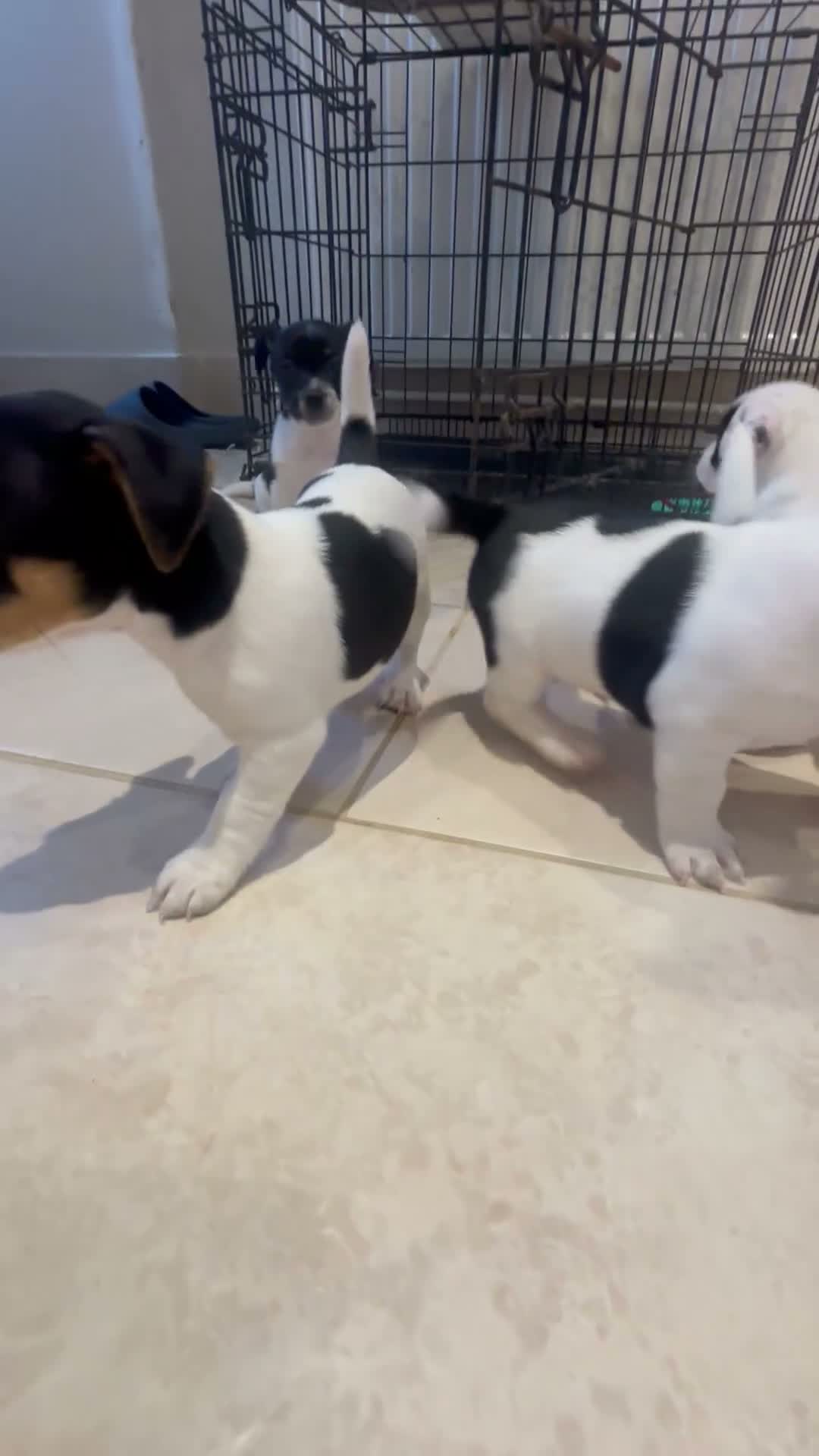 Jack Russell dogs for sale: Stunning litter of jackrussels  - Video 4