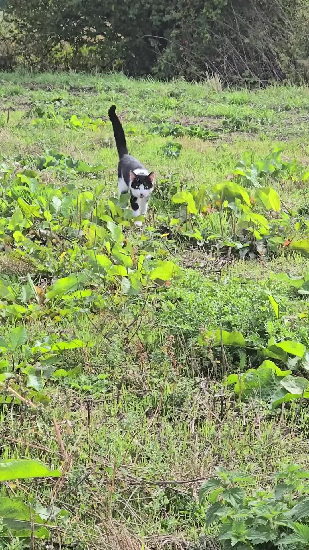 British Shorthair cats for sale: Male approx 6 months black & white - Video 1
