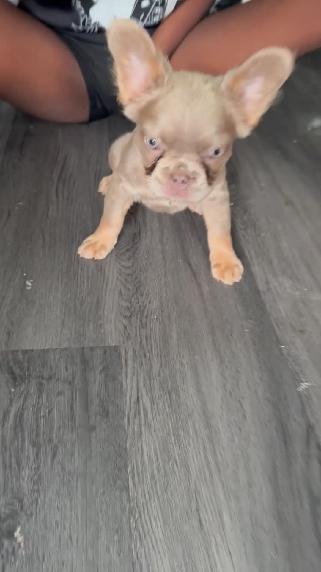 French Bulldog dogs for sale: REDUCED!! Last Fluffy frenchie Pink carriers - Video 3