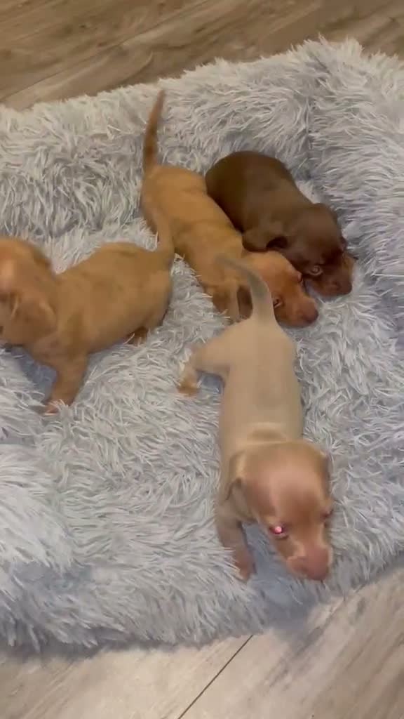 Miniature Dachshund dogs for sale: Miniature Dachshund puppies stunning  in Luton - Video 1