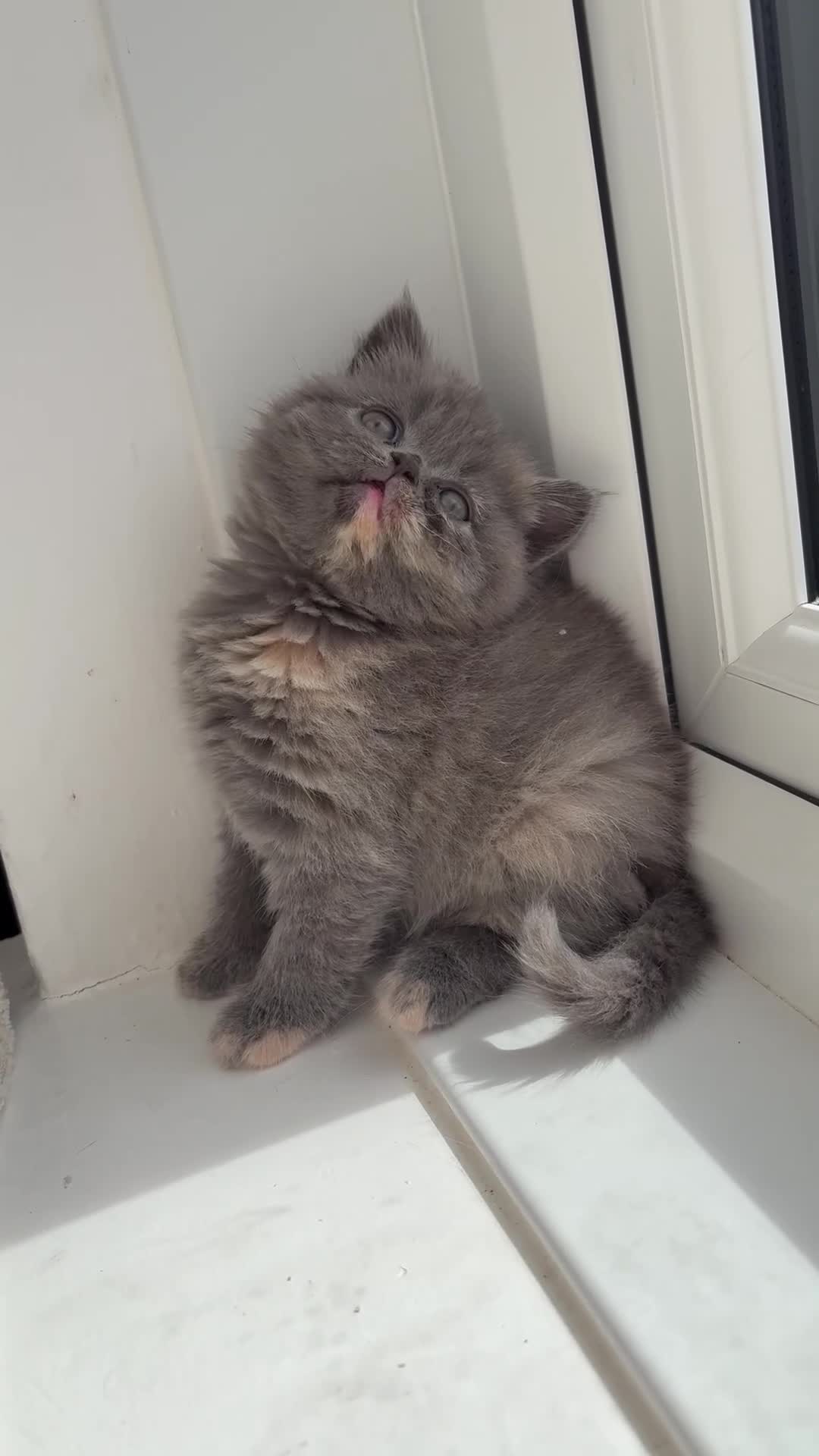 British Shorthair cats for sale: 🐻Beautiful bsh/scottish fold little bears 🐻  - Video 2