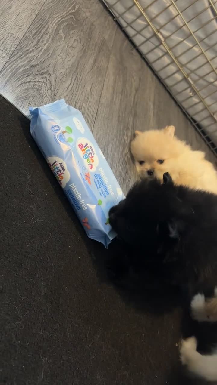 Pomeranian dogs for sale: Pomeranian puppies - Video 3