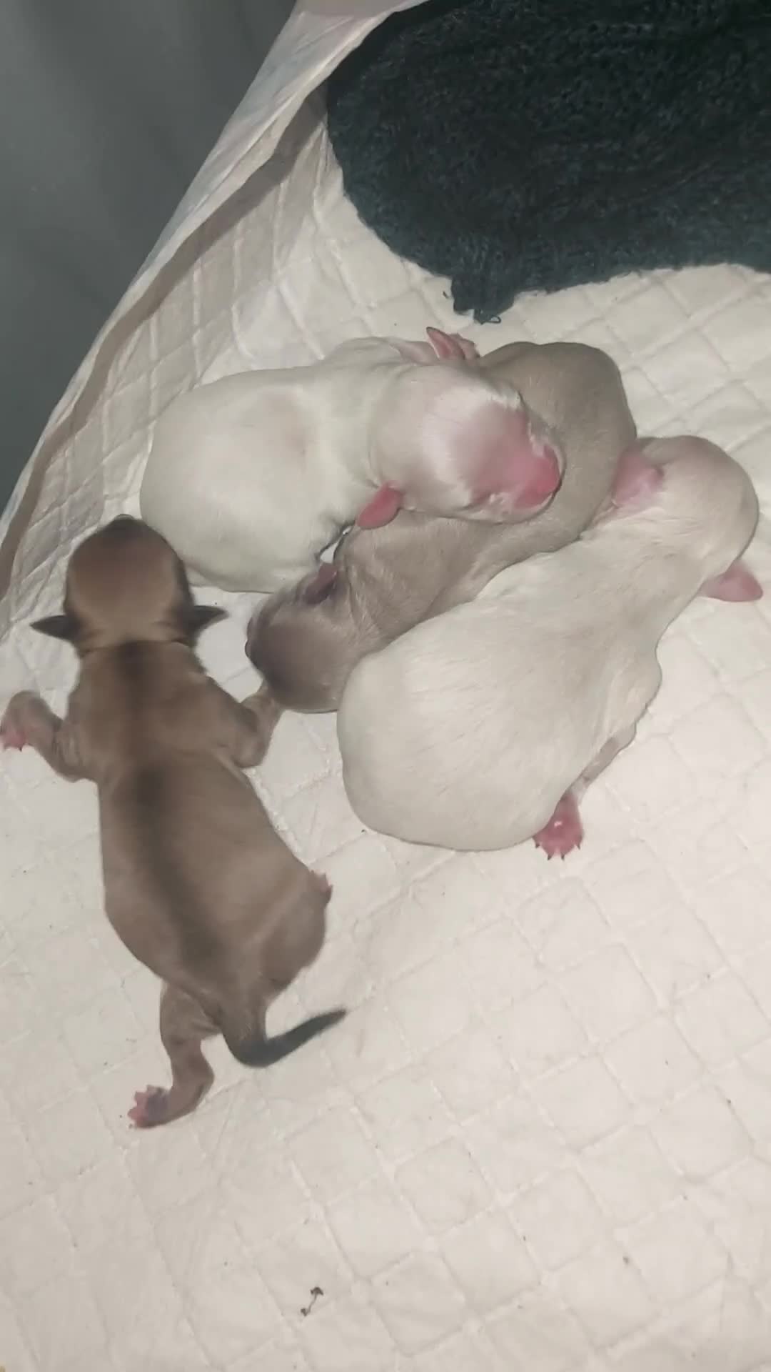 Chihuahua dogs for sale: Chihuahua puppies  in Willenhall - Video 1