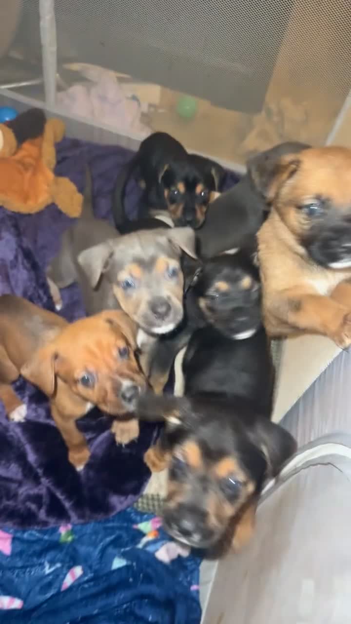 Mixed Breed birds for sale: German shepherd x cane corso pups!  - Video 2