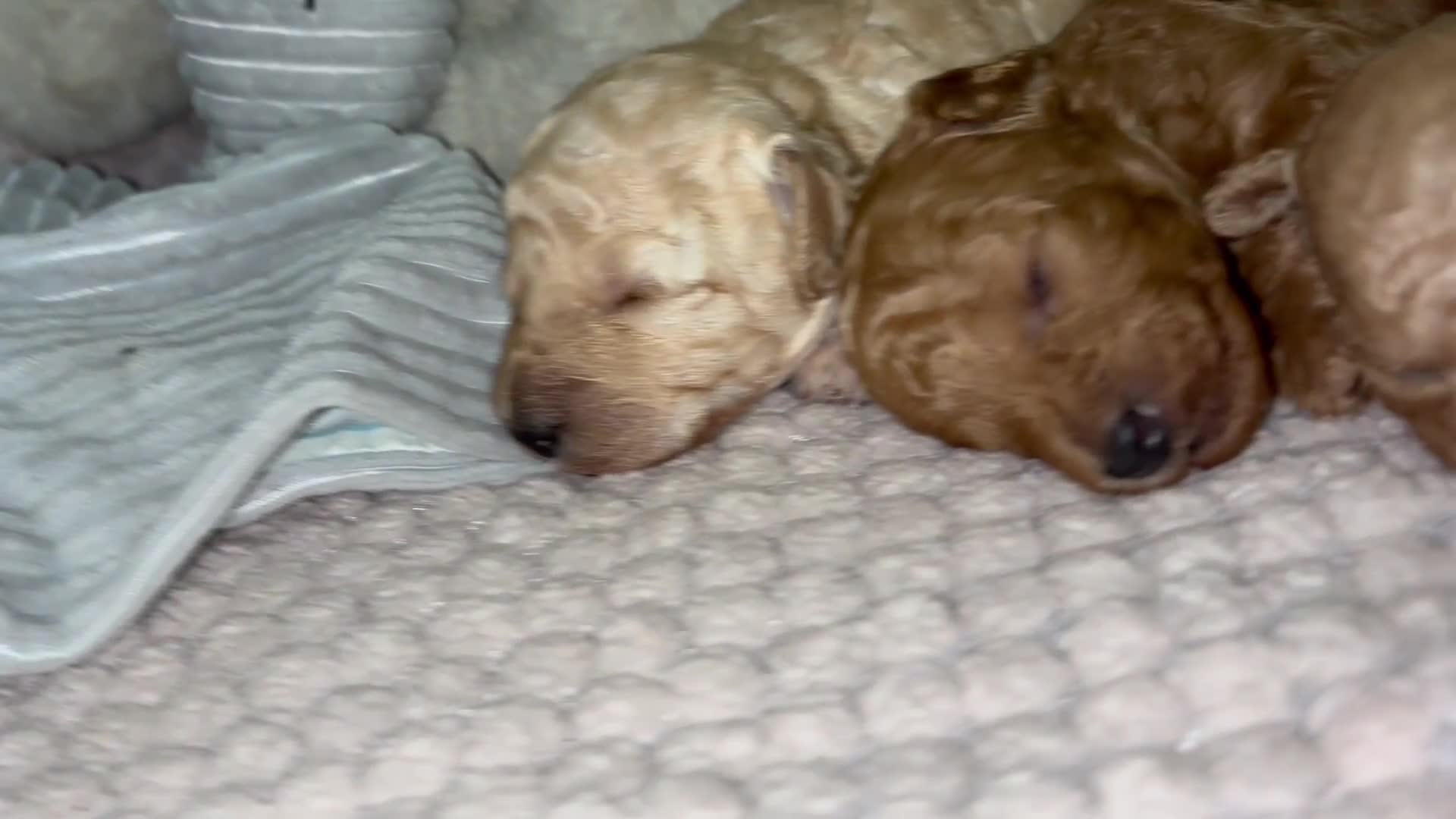 Toy Poodle dogs for sale: 3 stunning toy poodle females  - Video 1