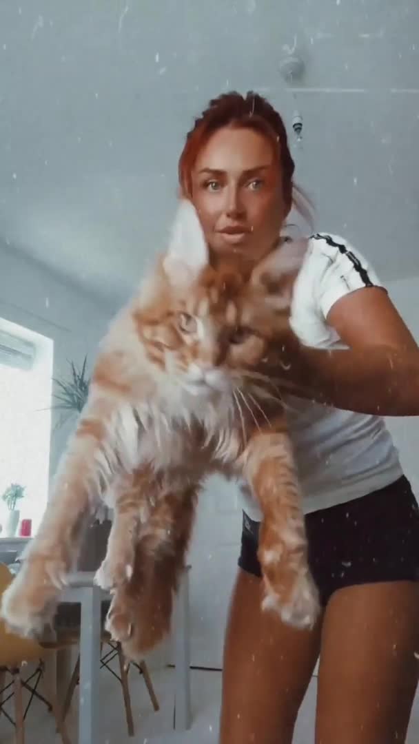 Maine Coon cats for stud: XXL Real Lion VITO 🦁 Massive Maine Coon in Hertford - Video 2