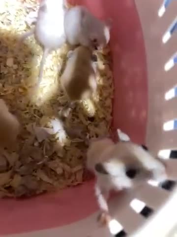 Gerbil rodents for sale: Baby gerbils for sale - Video 1