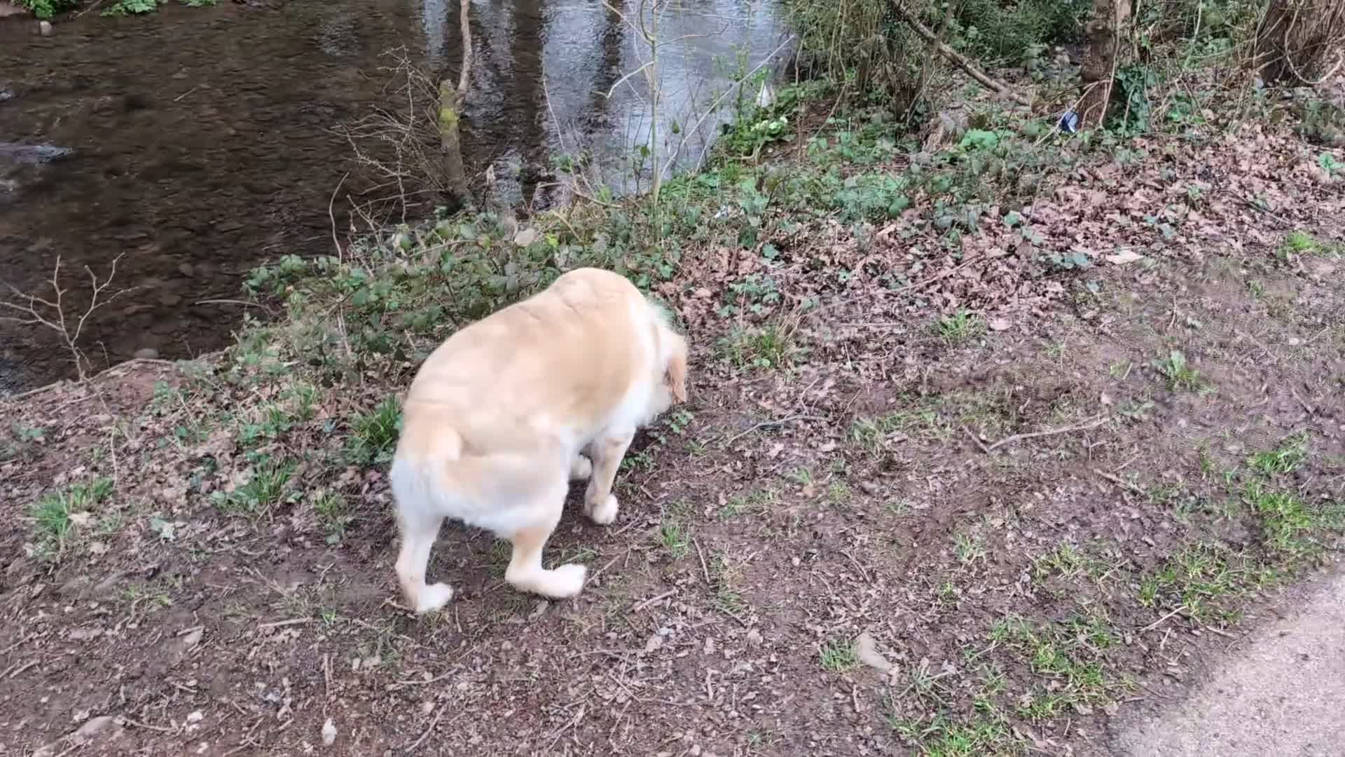 Golden Retriever dogs for sale: ❤️BELLA❤️ - Video 1