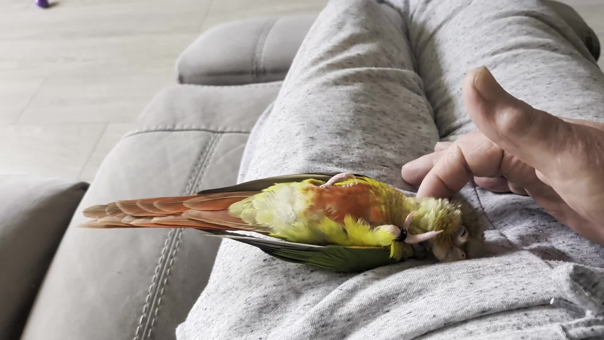 Conures birds for sale: Hand reared Pineapple conures x 2 - Video 1