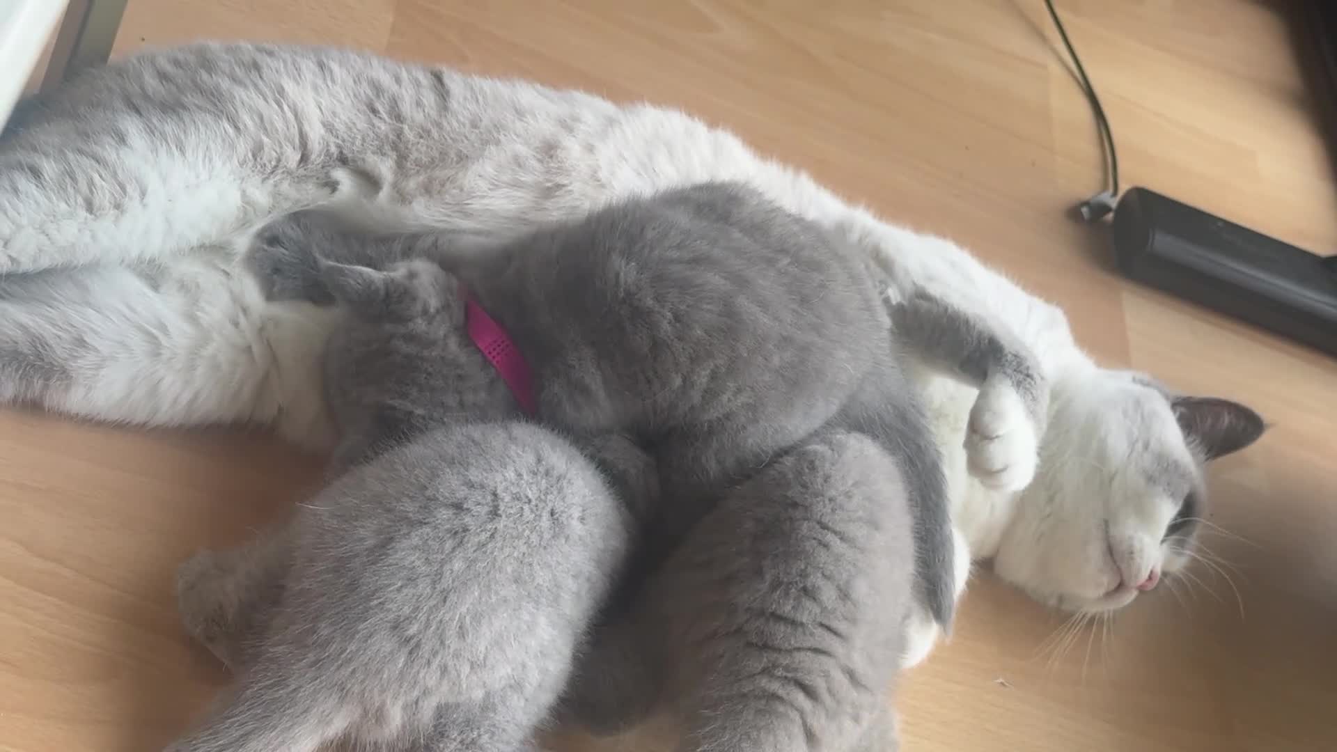 British Shorthair cats for sale: British short hair x chinchilla Persian kittens - Video 1