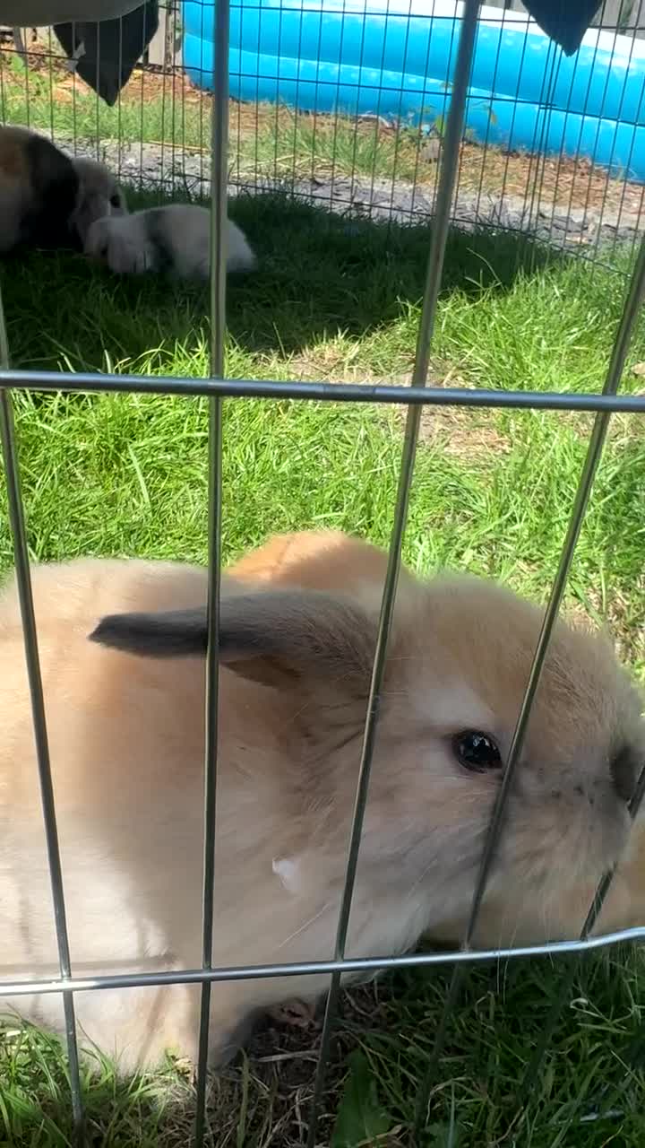 Mini Lop rabbits for sale: Ready to go! Beautiful mini lop rabbit - Video 1