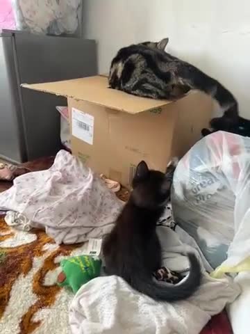 Mixed Breed cats for sale: Kitty girl  - Video 1