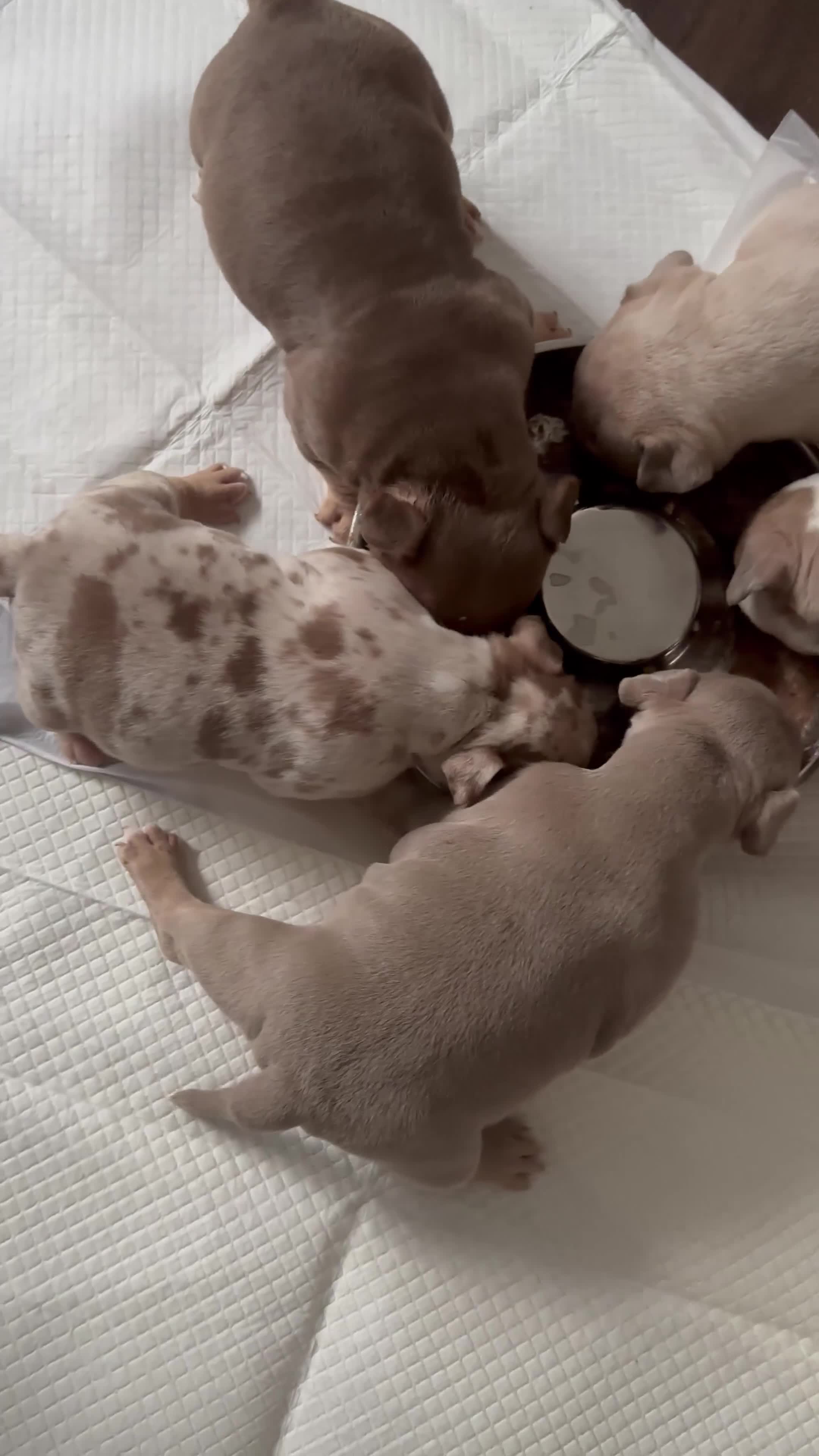 American Bully dogs for sale: 4 pocket bully’s  - Video 2