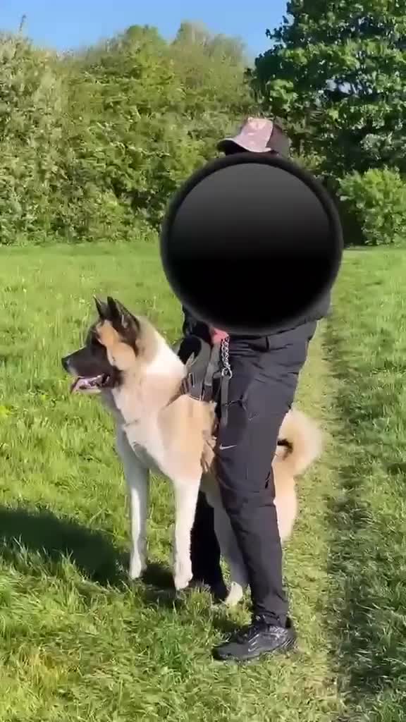 Akita dogs for stud: Ceaser the American Akita Ready for Stud - Video 2