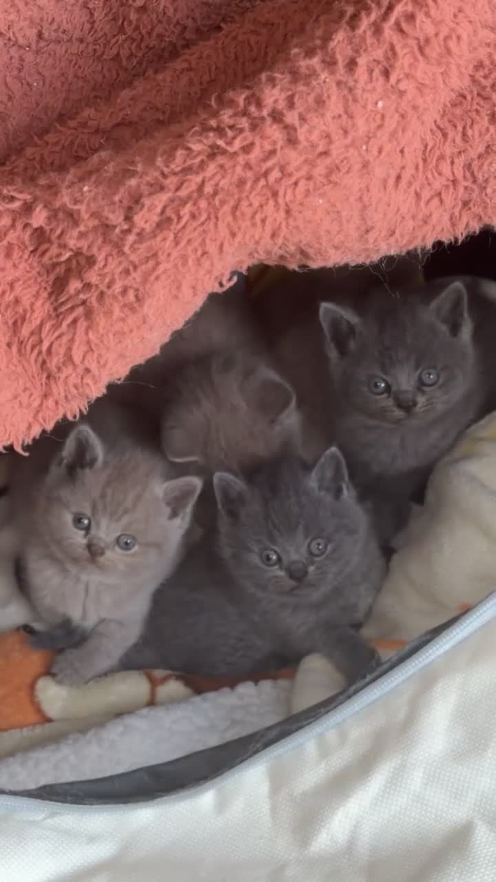 British Shorthair cats for sale: British short hair - Video 4