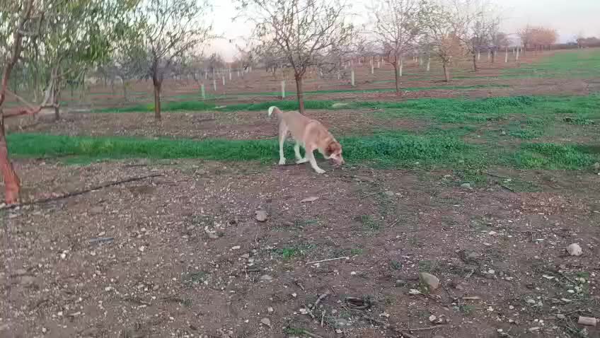 Mixed Breed dogs for adoption: ‼️🚨URGENT‼️🚨 BLANCHIEVES🩷🐾 - Video 1