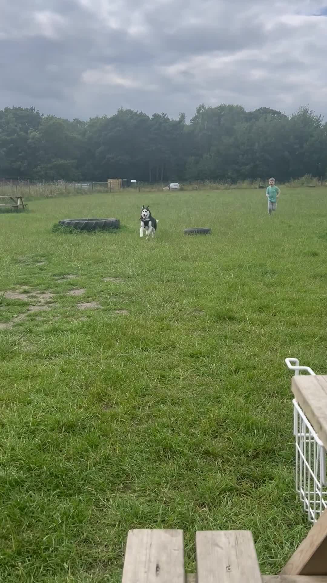 Siberian Husky dogs for sale: Thor  - Video 2