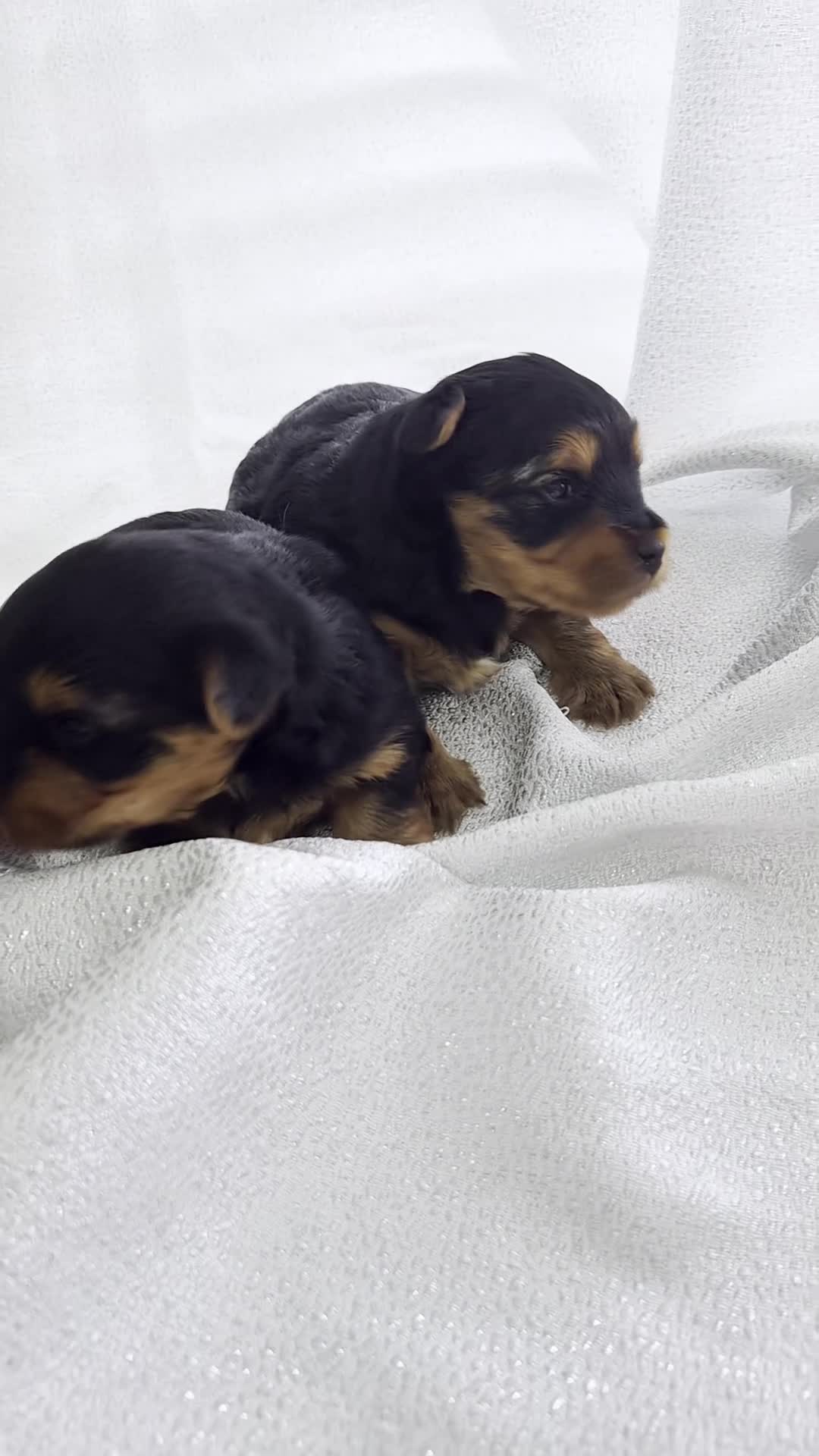 Yorkshire Terrier dogs for sale: 🐾 Two Beautiful Yorkshire Terrier Boys  - Video 2