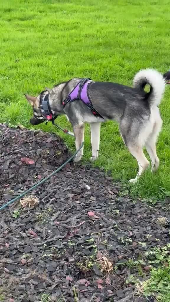 Mixed Breed dogs for sale: Northern Inuit cross American akita female  - Video 1