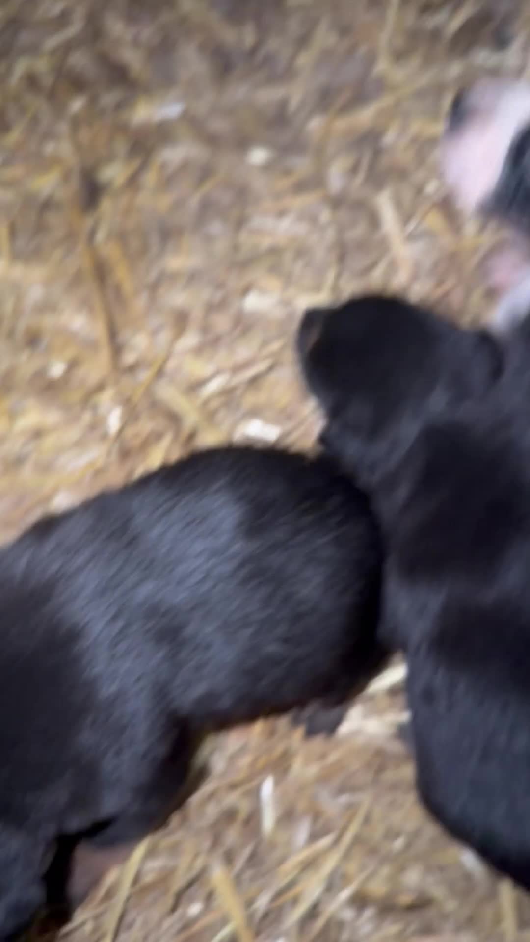 Mixed Breed dogs for sale: kelpie/blue heelers - Video 1