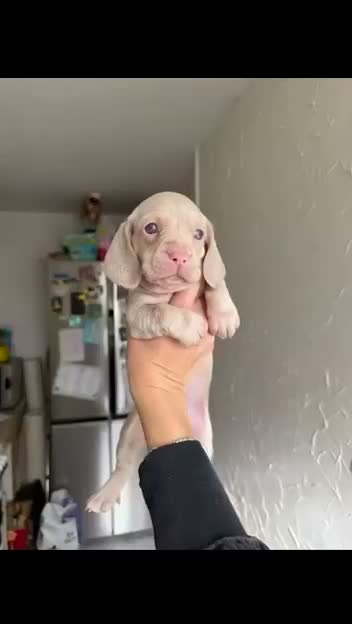 Dachshund dogs for sale: KC Registered Pink/Carrier Miniature Dachshund in Stanford-le-Hope - Video 2