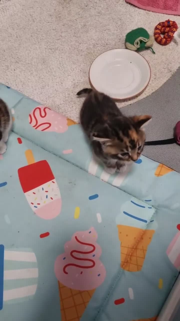 Mixed Breed cats for sale: Gorgeous kittens ready for loving homes - Video 1