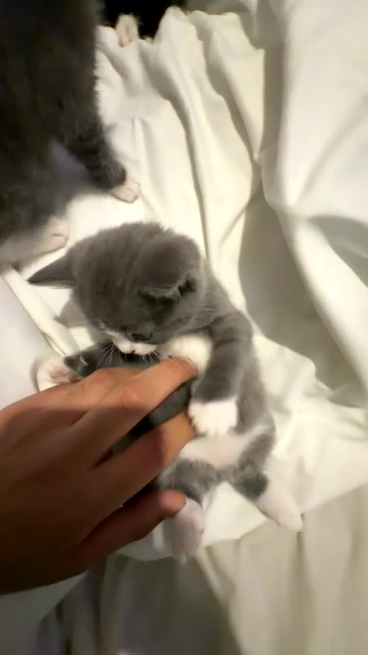British Shorthair cats for sale: British shorthair kittens - Video 2