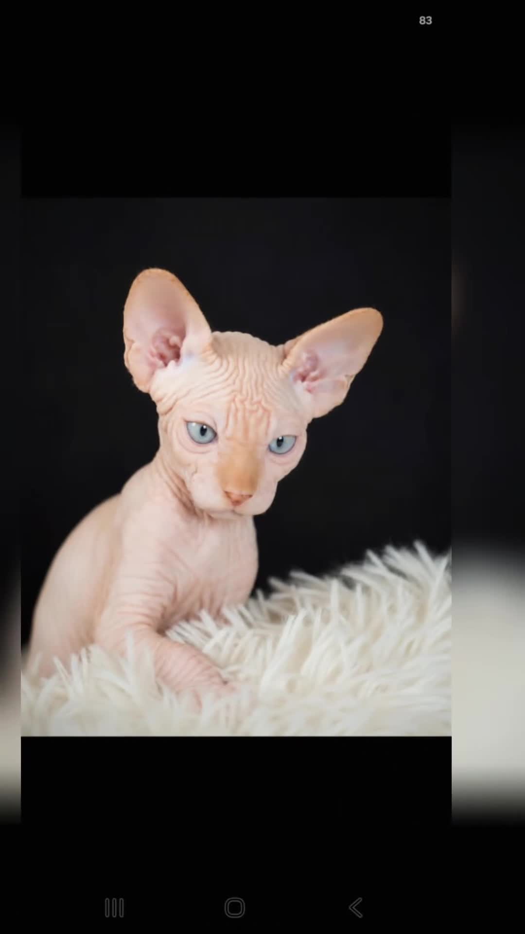 Sphynx cats for sale: Beautiful  Kittens 2 Boys & 1 Girl Available 💎 - Video 1