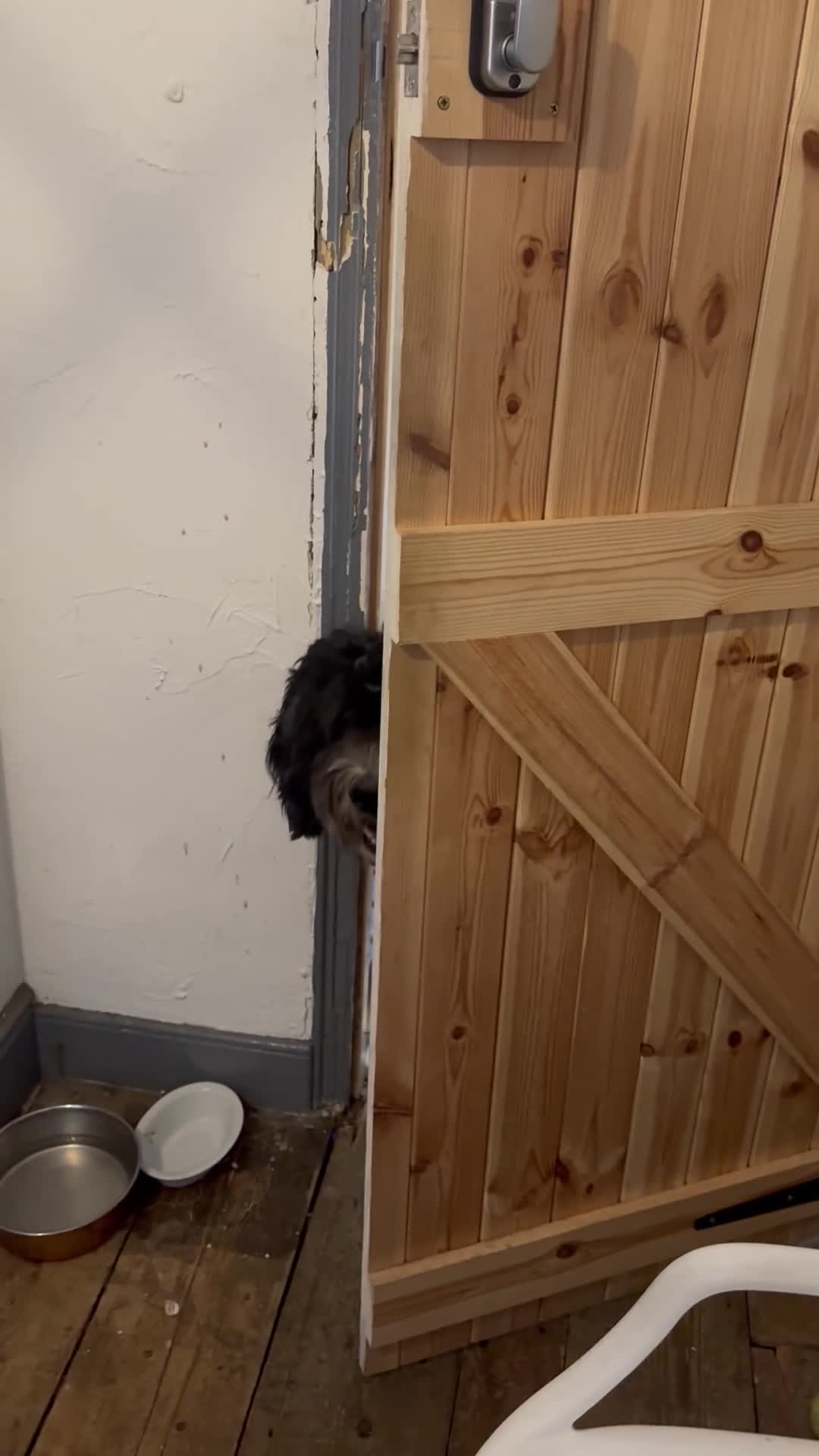 Bernedoodle dogs for sale: 2 yr old Bernedoodle- Male  - Video 4
