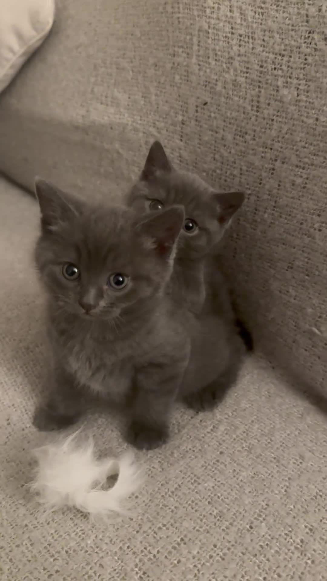 British Shorthair cats for sale: BSH Cross (3/4) Kittens - Video 1
