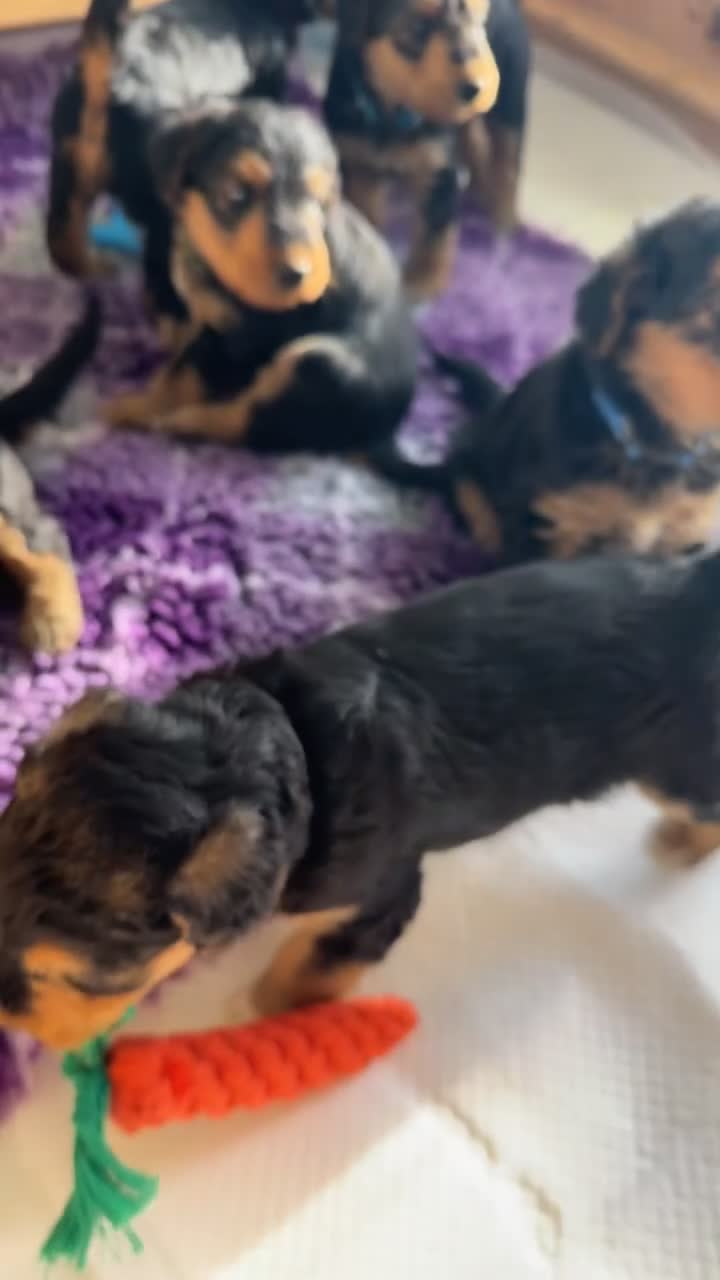 Airedale Terrier dogs for sale: Airedale pups  - Video 1