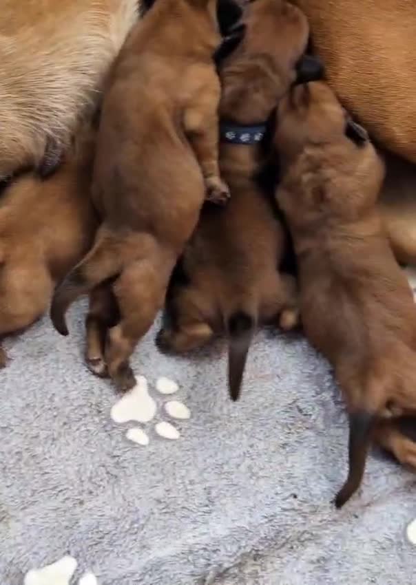 Mixed Breed dogs for sale: Boxer X Dogue De Bordeux Puppies - Video 1