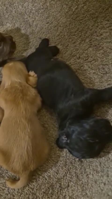 Cocker Spaniel dogs for sale: Stunning FTC Kc registered, Cocker spaniel puppies - Video 1