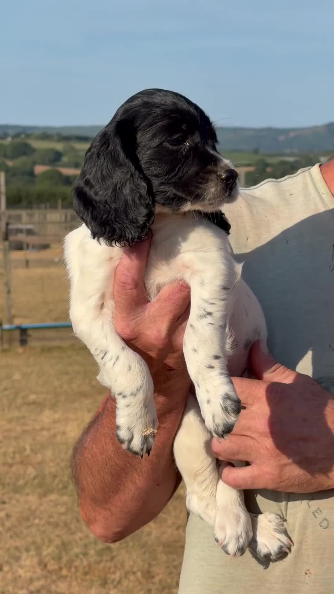 Sprocker dogs for sale: F1 Sprockers - Video 1