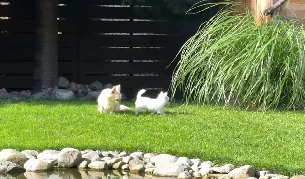 Chihuahua dogs for sale: KC white LC chihuahua boy show line  - Video 1