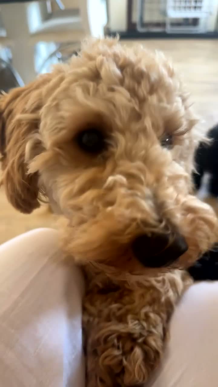 Miniature Poodle dogs for sale: 10 month old Golden Poodles in Hull - Video 4